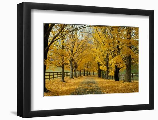 Autumn Trees near Waynesboro Virginia USA-null-Framed Photographic Print