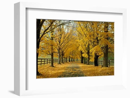 Autumn Trees near Waynesboro Virginia USA-null-Framed Photographic Print