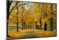 Photographic Print