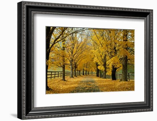 Autumn Trees near Waynesboro Virginia USA-null-Framed Photographic Print