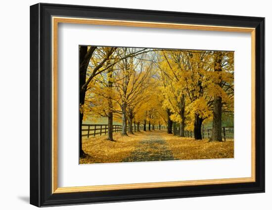 Autumn Trees near Waynesboro Virginia USA-null-Framed Photographic Print