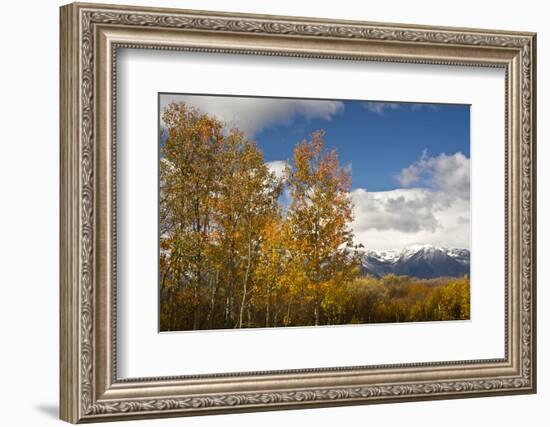 Autumn Trees, Willow Flats, Grand Teton National Park, Wyoming, USA-Michel Hersen-Framed Photographic Print