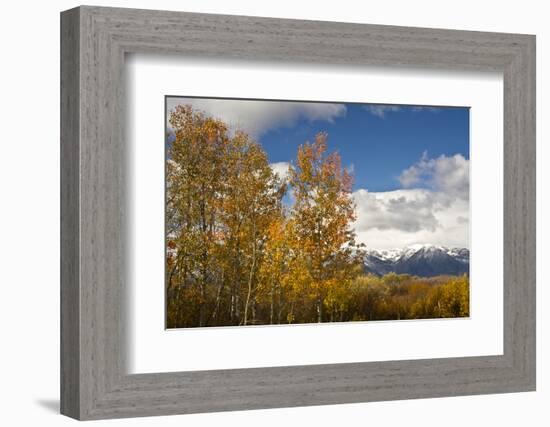 Autumn Trees, Willow Flats, Grand Teton National Park, Wyoming, USA-Michel Hersen-Framed Photographic Print