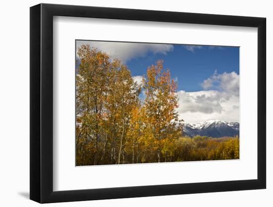 Autumn Trees, Willow Flats, Grand Teton National Park, Wyoming, USA-Michel Hersen-Framed Photographic Print