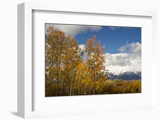 Autumn Trees, Willow Flats, Grand Teton National Park, Wyoming, USA-Michel Hersen-Framed Photographic Print