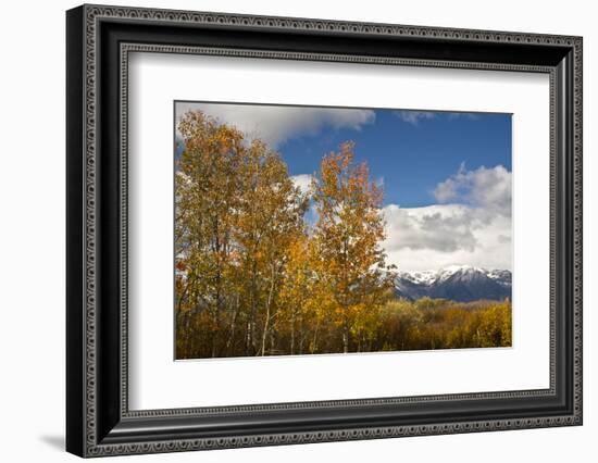 Autumn Trees, Willow Flats, Grand Teton National Park, Wyoming, USA-Michel Hersen-Framed Photographic Print