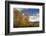 Autumn Trees, Willow Flats, Grand Teton National Park, Wyoming, USA-Michel Hersen-Framed Photographic Print