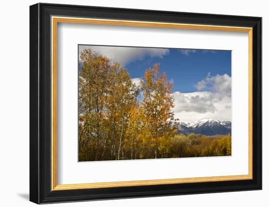 Autumn Trees, Willow Flats, Grand Teton National Park, Wyoming, USA-Michel Hersen-Framed Photographic Print