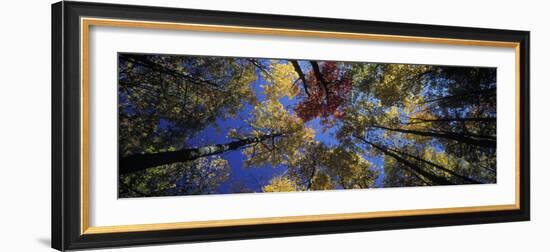 Autumn Trees-Peter Adams-Framed Photographic Print