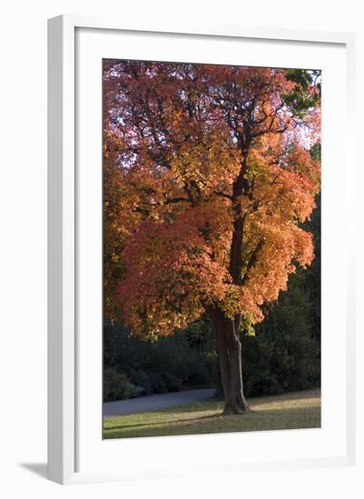 Autumn Trees-Natalie Tepper-Framed Photo