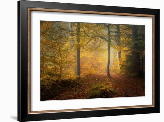 Autumn Trees-Norbert Maier-Framed Giclee Print