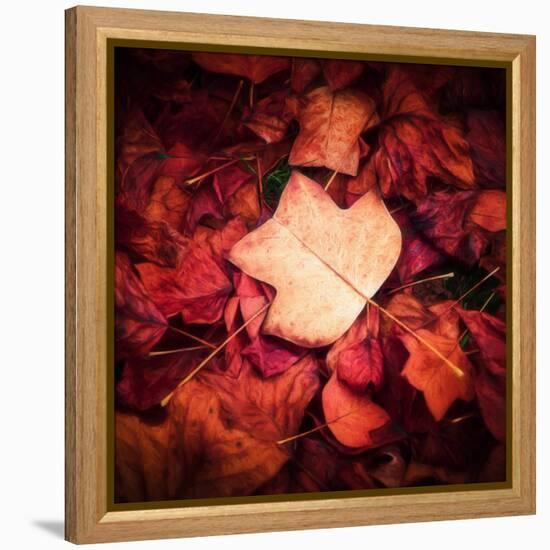 Autumn Trend-Philippe Sainte-Laudy-Framed Premier Image Canvas