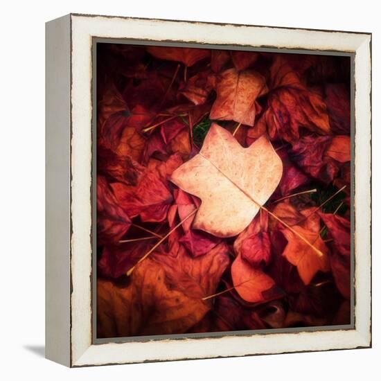 Autumn Trend-Philippe Sainte-Laudy-Framed Premier Image Canvas