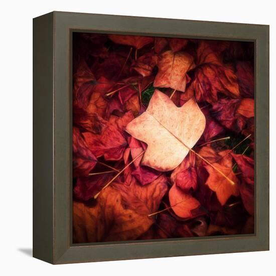 Autumn Trend-Philippe Sainte-Laudy-Framed Premier Image Canvas