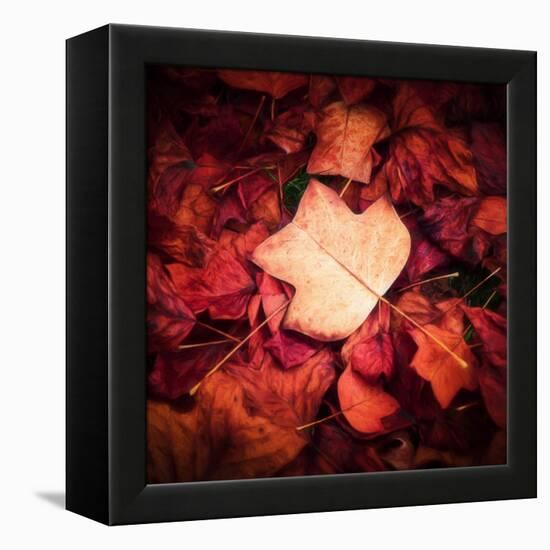 Autumn Trend-Philippe Sainte-Laudy-Framed Premier Image Canvas