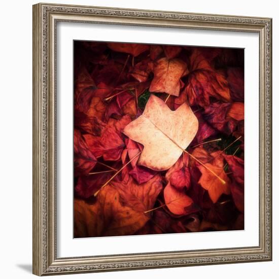 Autumn Trend-Philippe Sainte-Laudy-Framed Photographic Print