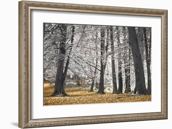 Autumn Tress and Leaves-Assaf Frank-Framed Giclee Print