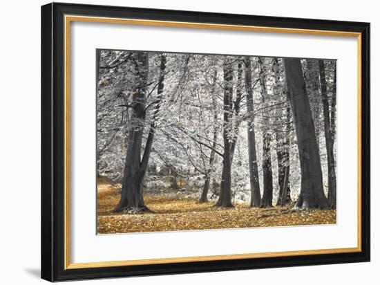 Autumn Tress and Leaves-Assaf Frank-Framed Giclee Print