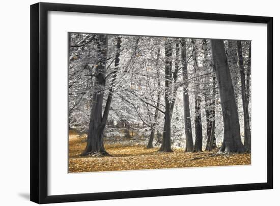 Autumn Tress and Leaves-Assaf Frank-Framed Giclee Print