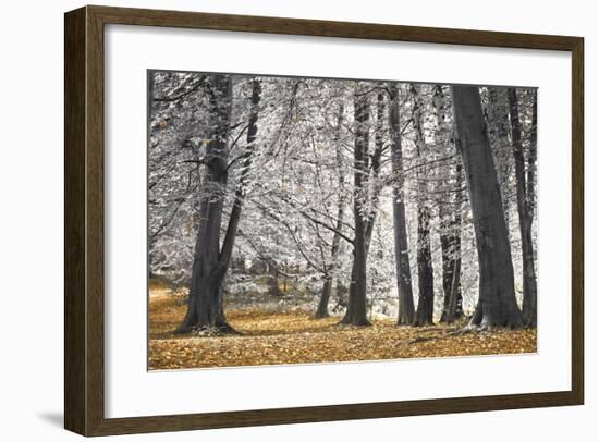 Autumn Tress and Leaves-Assaf Frank-Framed Giclee Print