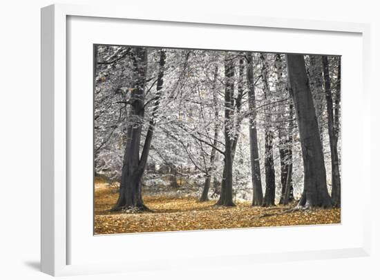 Autumn Tress and Leaves-Assaf Frank-Framed Giclee Print