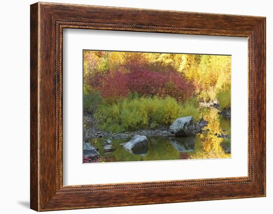 Autumn, Tumwater Canyon, Wenatchee National Forest, Washington State, USA-Michel Hersen-Framed Photographic Print