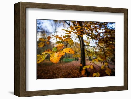 Autumn, United Kingdom, Europe-John Alexander-Framed Photographic Print