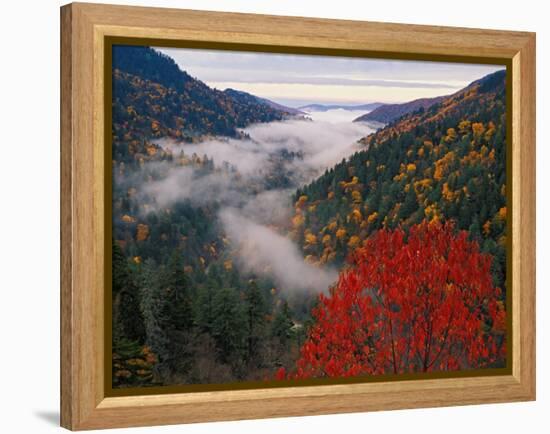 Autumn View of Fog from Morton Overlook, Great Smoky Mountains National Park, Tennessee, USA-Adam Jones-Framed Premier Image Canvas