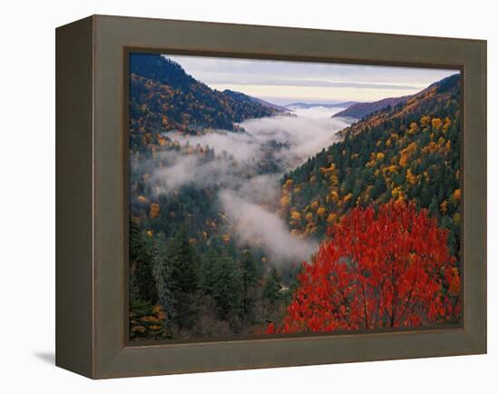 Autumn View of Fog from Morton Overlook, Great Smoky Mountains National Park, Tennessee, USA-Adam Jones-Framed Premier Image Canvas