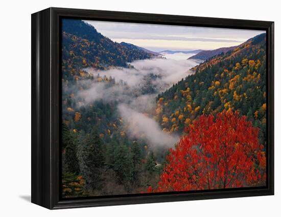 Autumn View of Fog from Morton Overlook, Great Smoky Mountains National Park, Tennessee, USA-Adam Jones-Framed Premier Image Canvas