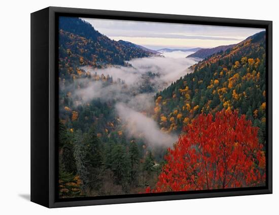 Autumn View of Fog from Morton Overlook, Great Smoky Mountains National Park, Tennessee, USA-Adam Jones-Framed Premier Image Canvas