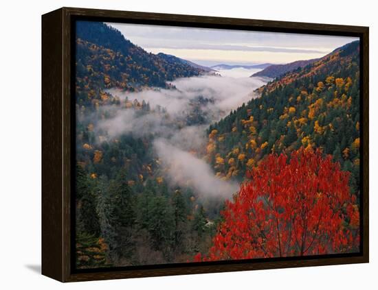 Autumn View of Fog from Morton Overlook, Great Smoky Mountains National Park, Tennessee, USA-Adam Jones-Framed Premier Image Canvas