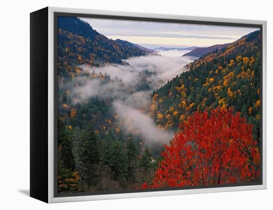 Autumn View of Fog from Morton Overlook, Great Smoky Mountains National Park, Tennessee, USA-Adam Jones-Framed Premier Image Canvas