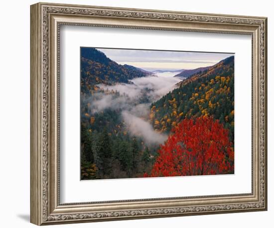 Autumn View of Fog from Morton Overlook, Great Smoky Mountains National Park, Tennessee, USA-Adam Jones-Framed Photographic Print