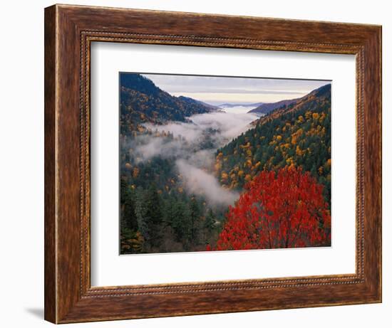 Autumn View of Fog from Morton Overlook, Great Smoky Mountains National Park, Tennessee, USA-Adam Jones-Framed Photographic Print