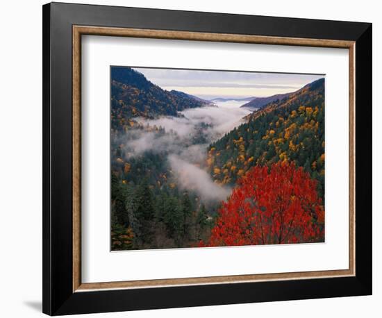 Autumn View of Fog from Morton Overlook, Great Smoky Mountains National Park, Tennessee, USA-Adam Jones-Framed Photographic Print