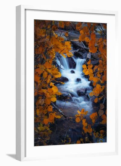 Autumn View Through Aspens, Sierras, California-Vincent James-Framed Photographic Print