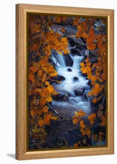 Autumn View Through Aspens, Sierras, California-Vincent James-Framed Premier Image Canvas