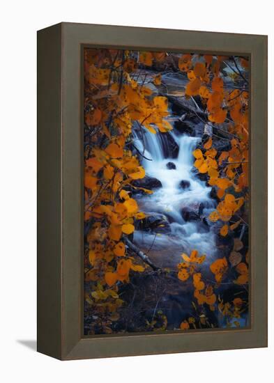 Autumn View Through Aspens, Sierras, California-Vincent James-Framed Premier Image Canvas