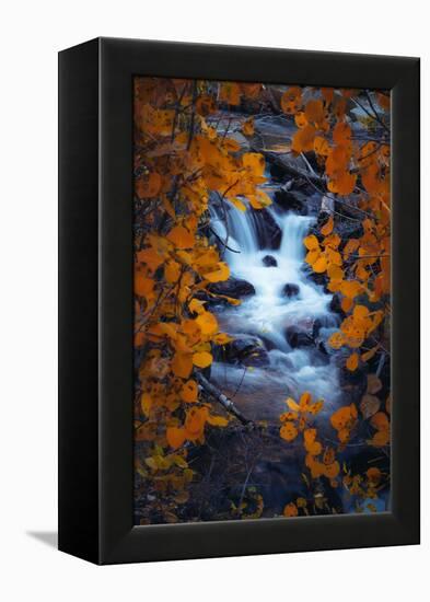 Autumn View Through Aspens, Sierras, California-Vincent James-Framed Premier Image Canvas