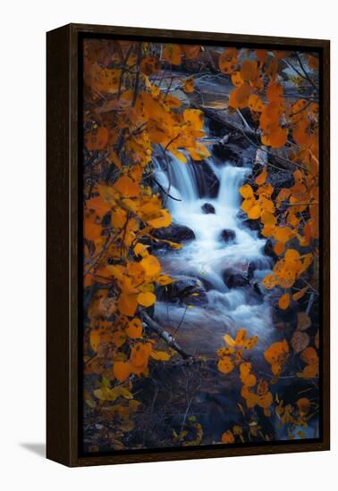 Autumn View Through Aspens, Sierras, California-Vincent James-Framed Premier Image Canvas