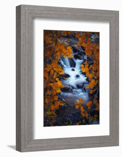 Autumn View Through Aspens, Sierras, California-Vincent James-Framed Photographic Print