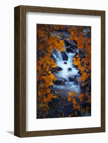 Autumn View Through Aspens, Sierras, California-Vincent James-Framed Photographic Print