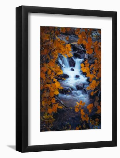 Autumn View Through Aspens, Sierras, California-Vincent James-Framed Photographic Print