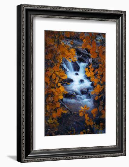 Autumn View Through Aspens, Sierras, California-Vincent James-Framed Photographic Print