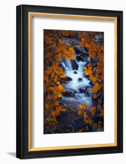 Autumn View Through Aspens, Sierras, California-Vincent James-Framed Photographic Print