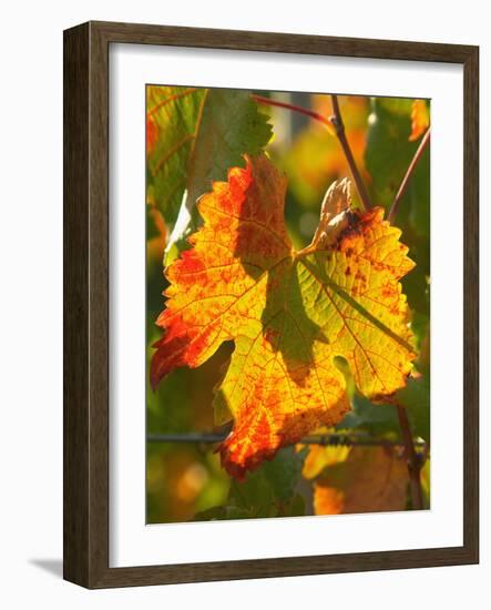 Autumn Vine Leaf, Vineyard, Near Bright, Victoria, Australia-David Wall-Framed Photographic Print