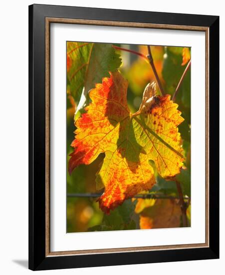 Autumn Vine Leaf, Vineyard, Near Bright, Victoria, Australia-David Wall-Framed Photographic Print