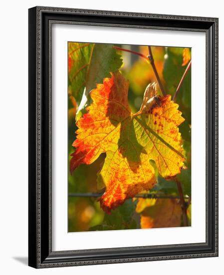 Autumn Vine Leaf, Vineyard, Near Bright, Victoria, Australia-David Wall-Framed Photographic Print