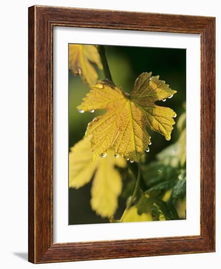 Autumn Vine Leaves in Corbieres, South of France-Joerg Lehmann-Framed Photographic Print